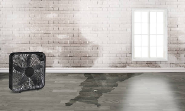 Best Water damage restoration near me  in San Pablo, CA